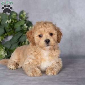 Bruce, Bich-Poo Puppy